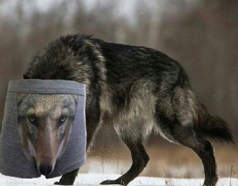 волк трусы