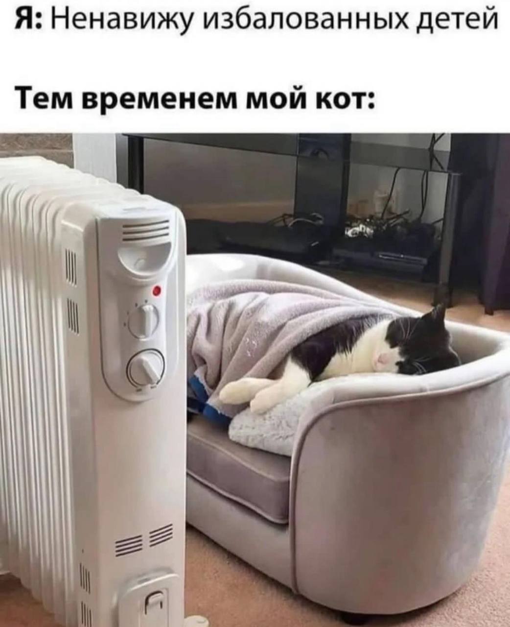 Я: Ненавижу избалованных детей Тем временем мой кот: 22 22