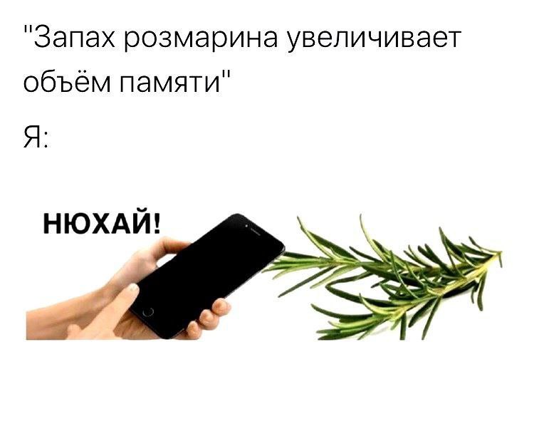 "Запах розмарина увеличивает объём памяти" Я: НЮХАЙ!