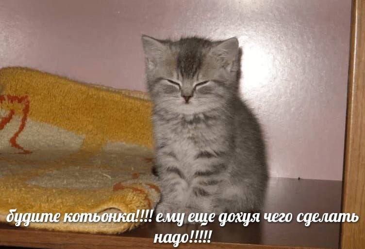 дудите котьонка!!!! ему еще дохуя чего сделать