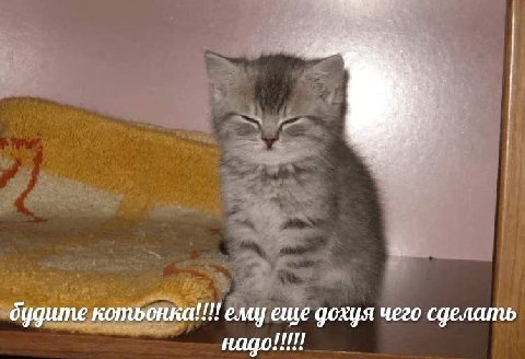 дудите котьонка!!!! ему еще дохуя чего сделать