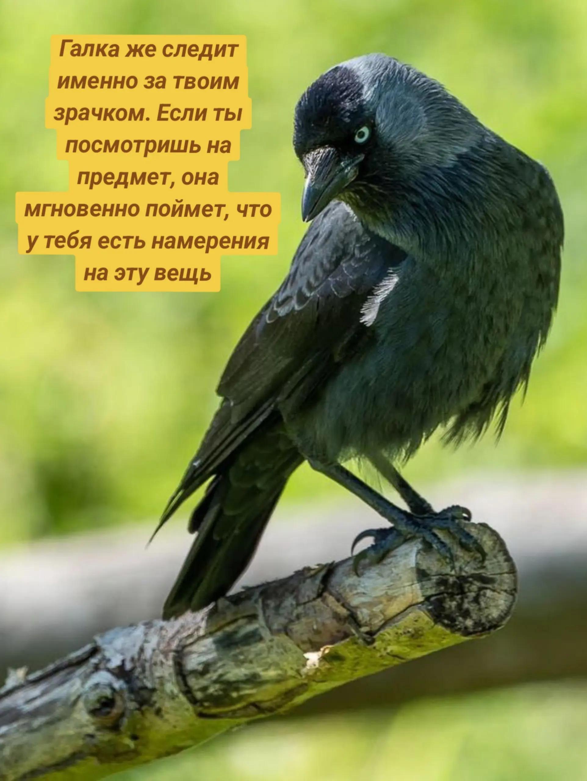 Галка же следит именно за твоим зрачком. Если ты посмотришь на предмет, она мгновенно поймет, что у тебя есть намерения на эту вещь