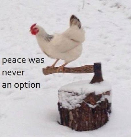peace was an option