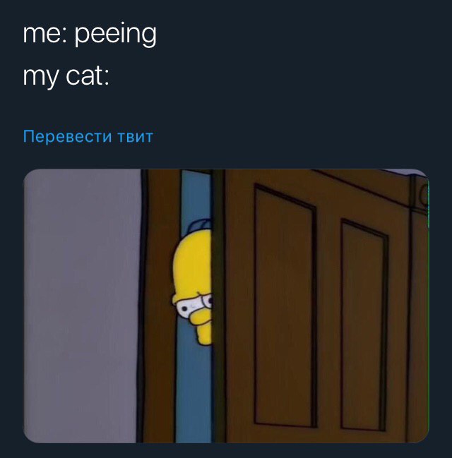 me: peeing my cat: Перевести TBUT