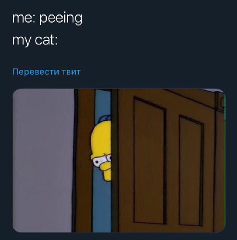 me: peeing my cat: Перевести TBUT
