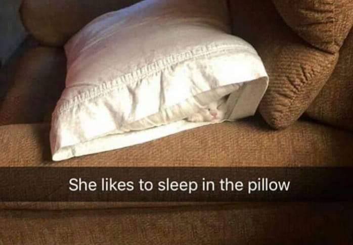 у She likes to sleep in the pillow