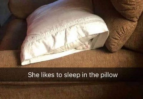 у She likes to sleep in the pillow
