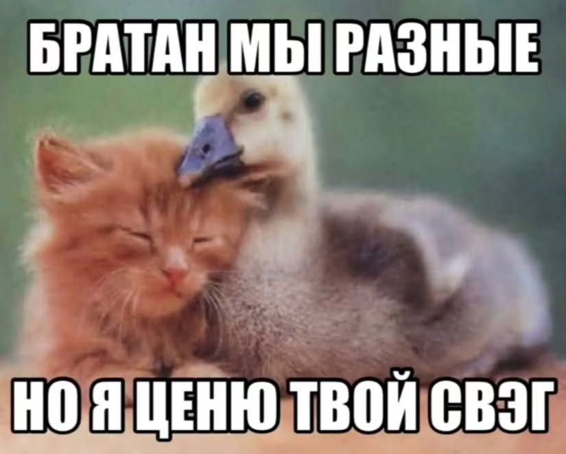 БРАТАН МЫ РАЗНЫЕ НОЯ ЦЕНЮ ТВОЙ