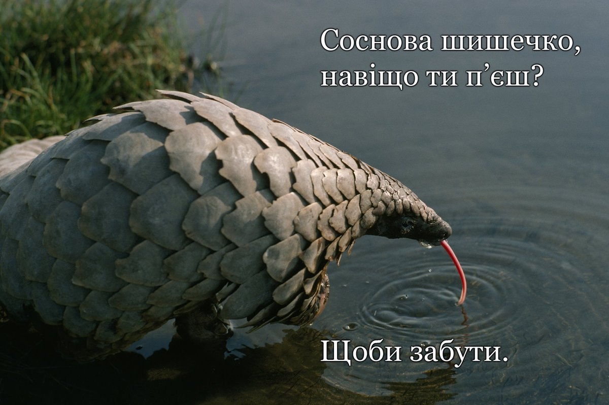 Соснова шишечко, навицо Щоби забути.
