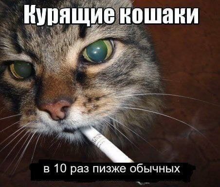 Курящие кошаки в 10 раз пизже обычных