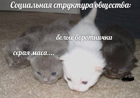 Социальная структура общества серая