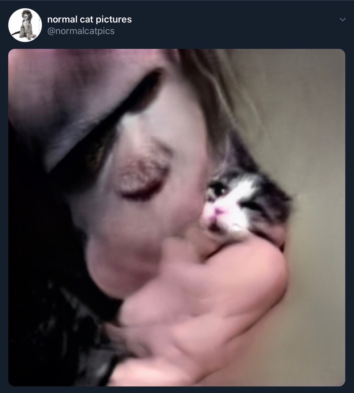 normal cat pictures @normalcatpics
