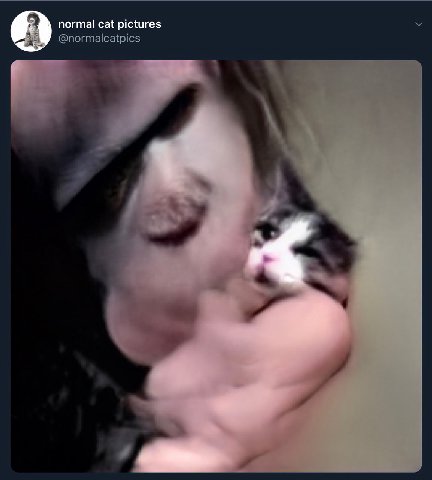 normal cat pictures @normalcatpics