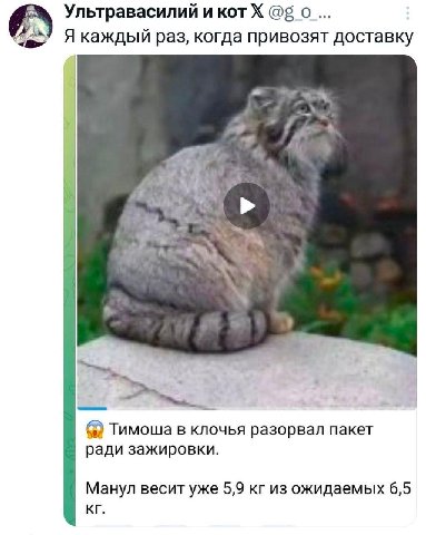 Ультравасилий и кот @5 о... Я каждый раз, когда привозят доставку Тимоша в клочья разорвал пакет ради зажировки. Манул весит уже 5,9 из ожидаемых 6,5