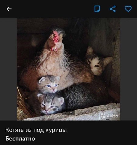 A 1-4 Ito Котята из под курицы Бесплатно