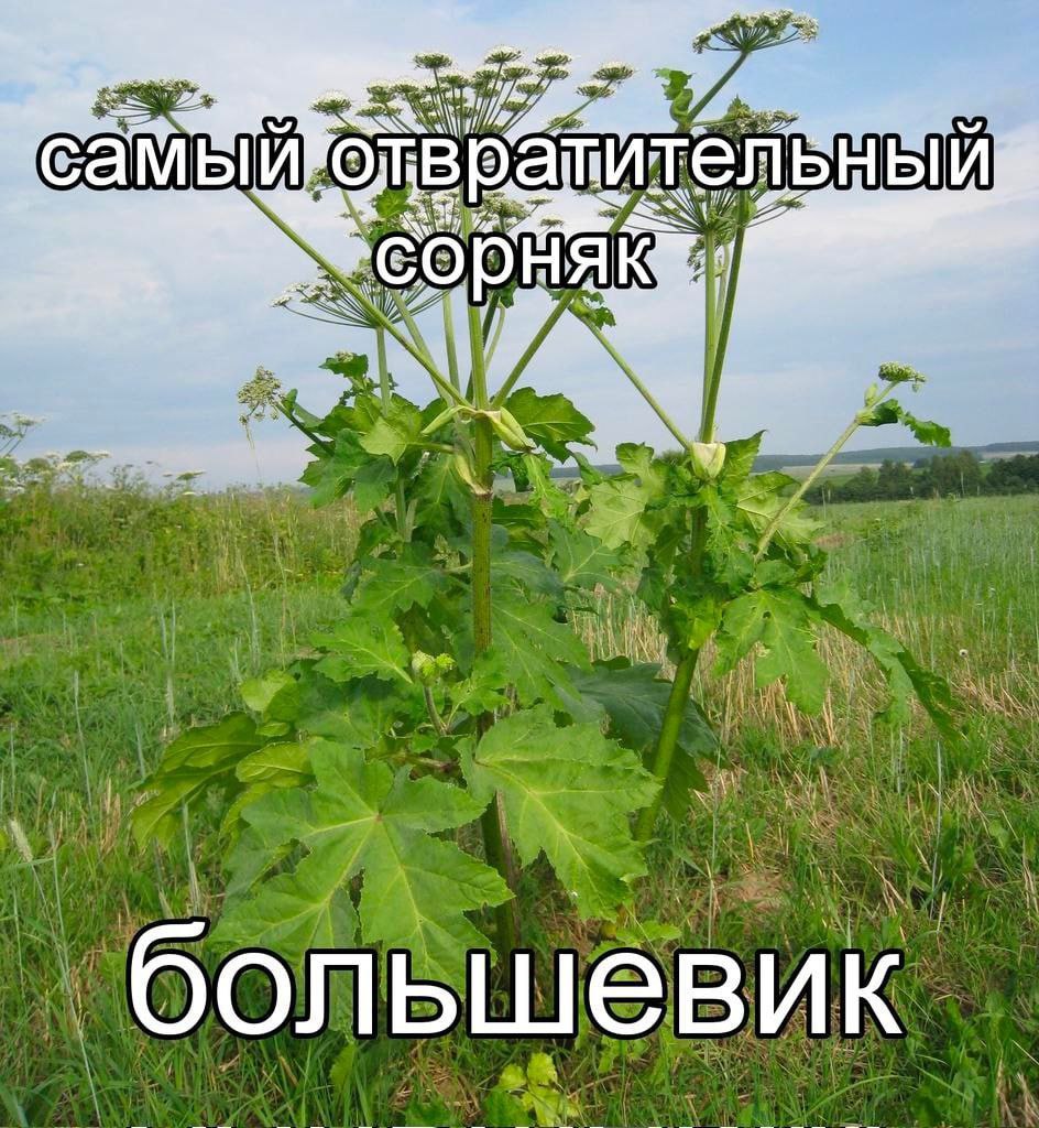 большевик