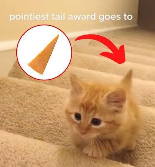 pointiest tail award goes to