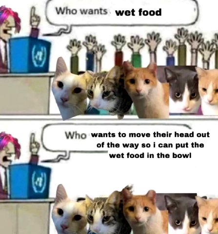 Whowants to move their head out of the way so i can put the wet food the bowl