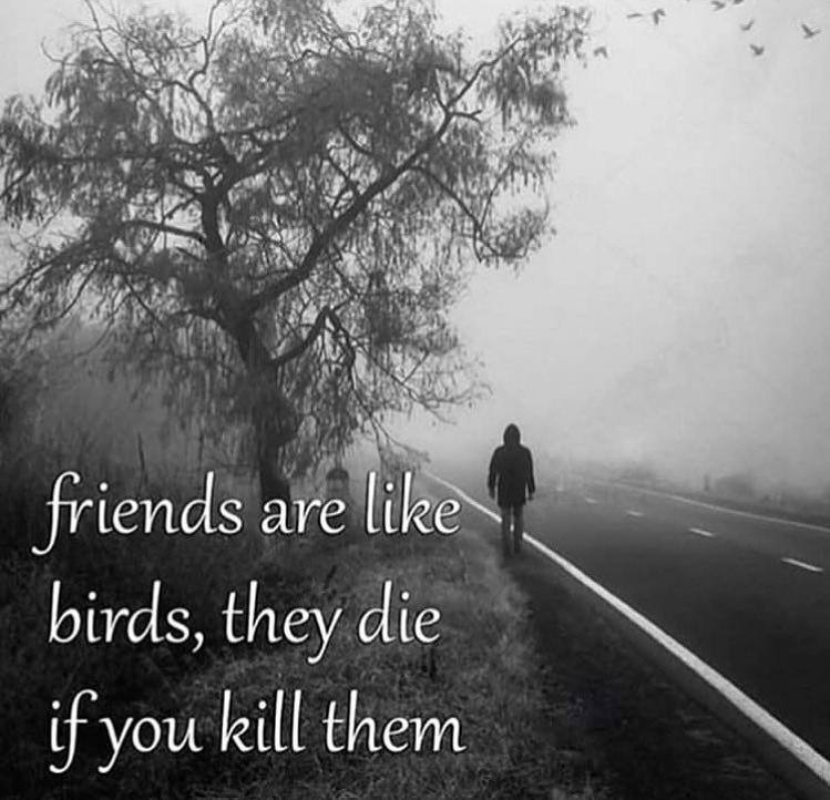 5 friends are like birds, they if you kill them