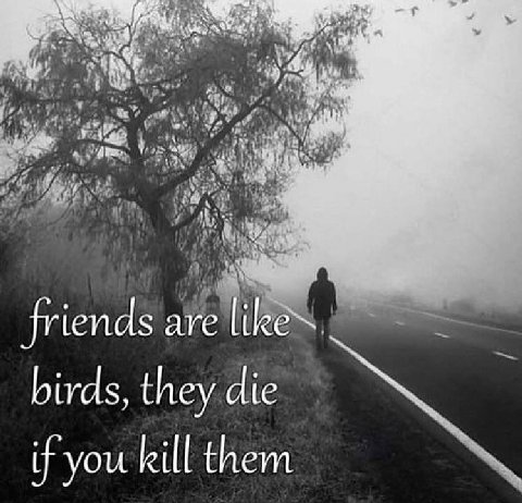 5 friends are like birds, they if you kill them