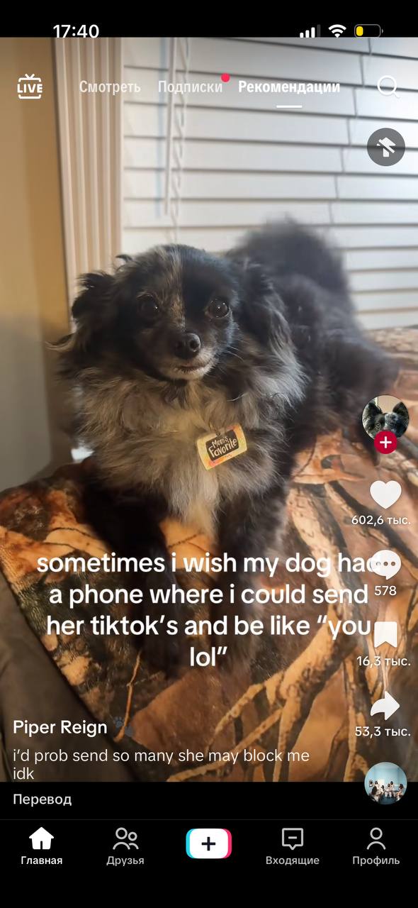 17:40 all LIVE отр 02,6 4 sometimes i my a phone where i could 578 her tiktok’s and be like lol 1 bIC. к Piper Reign 53,3 тыс. prob send so many she may block idk Перевод Главная Друзья Входящие Профи