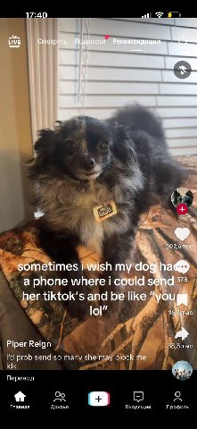 17:40 all LIVE отр 02,6 4 sometimes i my a phone where i could 578 her tiktok’s and be like lol 1 bIC. к Piper Reign 53,3 тыс. prob send so many she may block idk Перевод Главная Друзья Входящие Профи