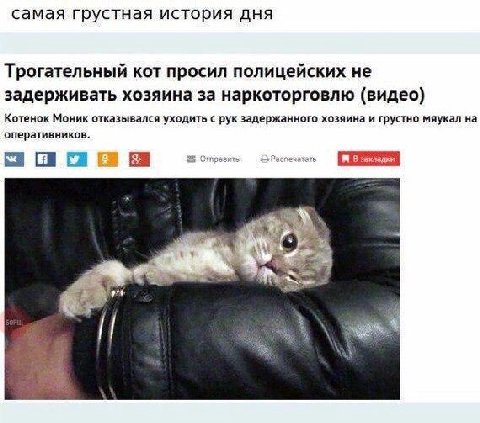 настроение: грустно мяукать на оперативников