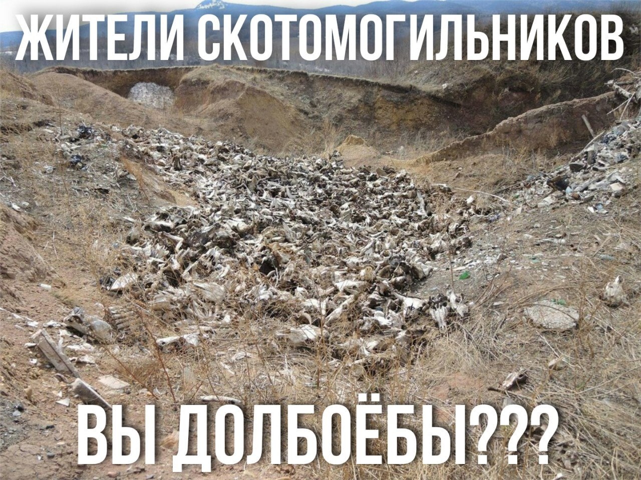 "ЖИТЕЛИ СКОТОМОГИЛЬНИКОВ а a 5$ at