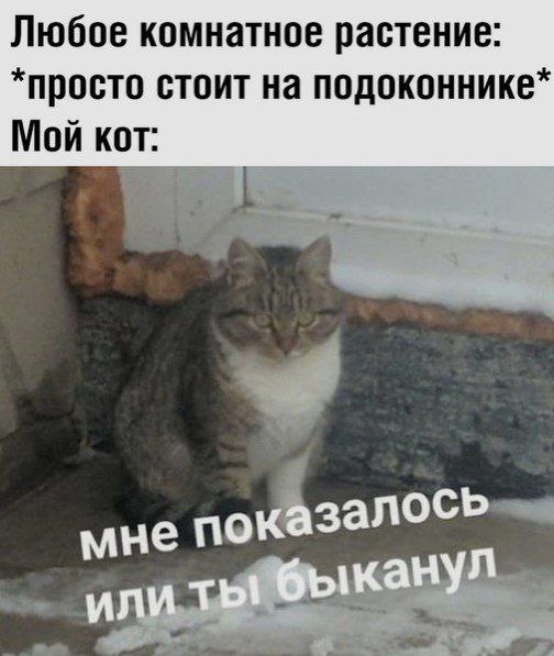 Любое комнатное растение: *просто стоит на подоконнике* Мой кот: мне показалось или ты быканул