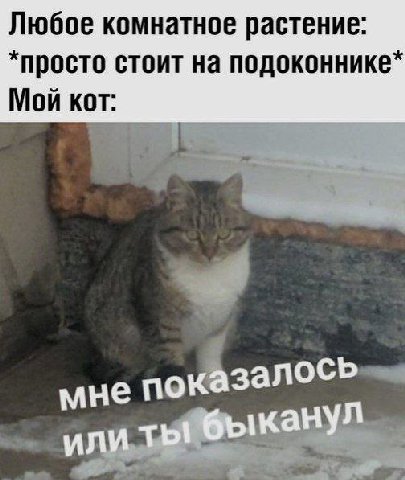 Любое комнатное растение: *просто стоит на подоконнике* Мой кот: мне показалось или ты быканул