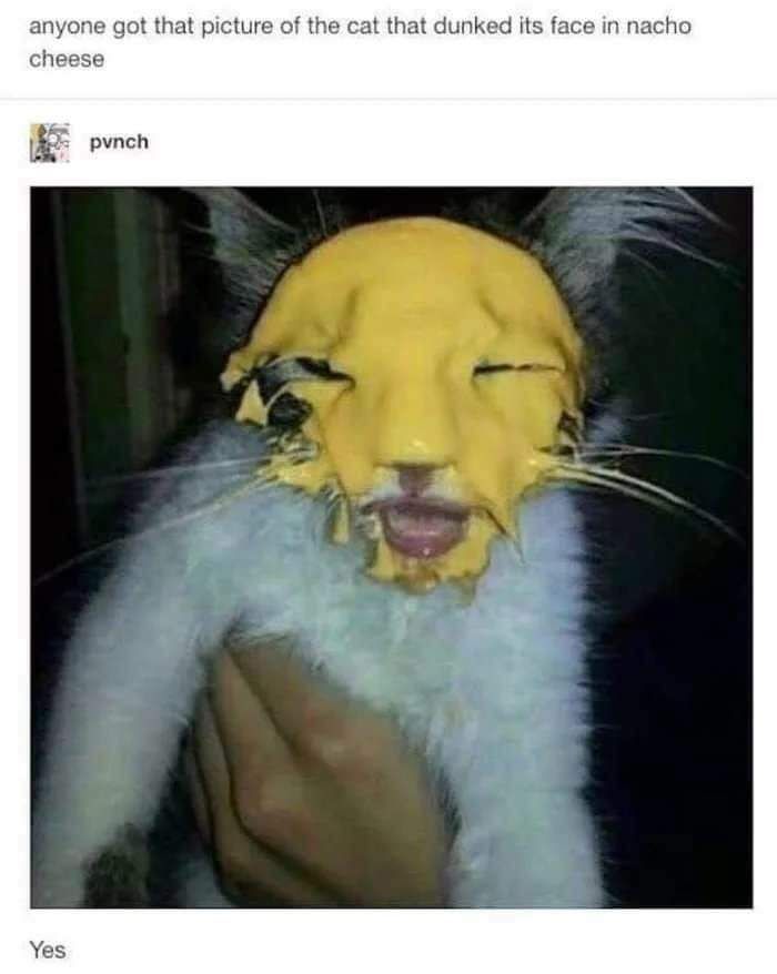 anyone got that picture of the cat that dunked its face in nacho cheese pynch А’ у 7 с