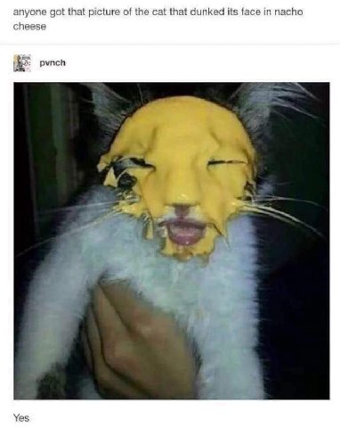 anyone got that picture of the cat that dunked its face in nacho cheese pynch А’ у 7 с