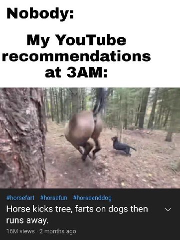 Nobody: My YouTube recommendations 3A a a oun Horse kicks ans then гип$ away. views 2 months ago