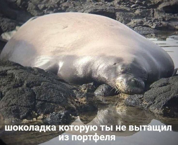 шоколадка которую ты не вытащил из портфеля