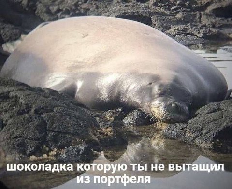 шоколадка которую ты не вытащил из портфеля
