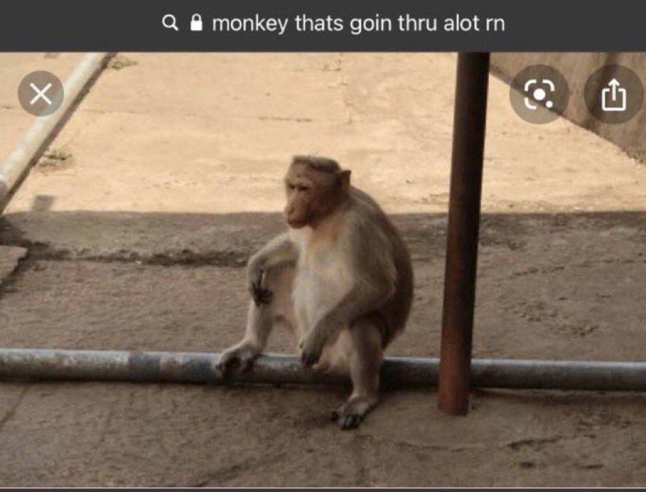 monkey thats дот thru alot