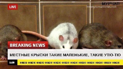 LIVE BREAKINGNEWS МЕСТНЫЕ КРЫСКИ ТАКИЕ МАЛЕНЬКИЕ, ТАКИЕ УТЮ-ТЮ 1:28 HIOX-HIOX-H10X-HIOX-HIOX-HIOX-HIOX-HIOX-HIOX-HIOX-HIOX-HIOX