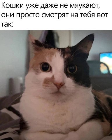 Кошки уже даже не мяукают, они просто смотрят на тебя вот так: у