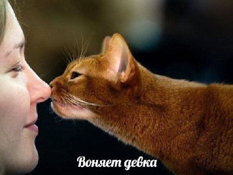 Воняет девка