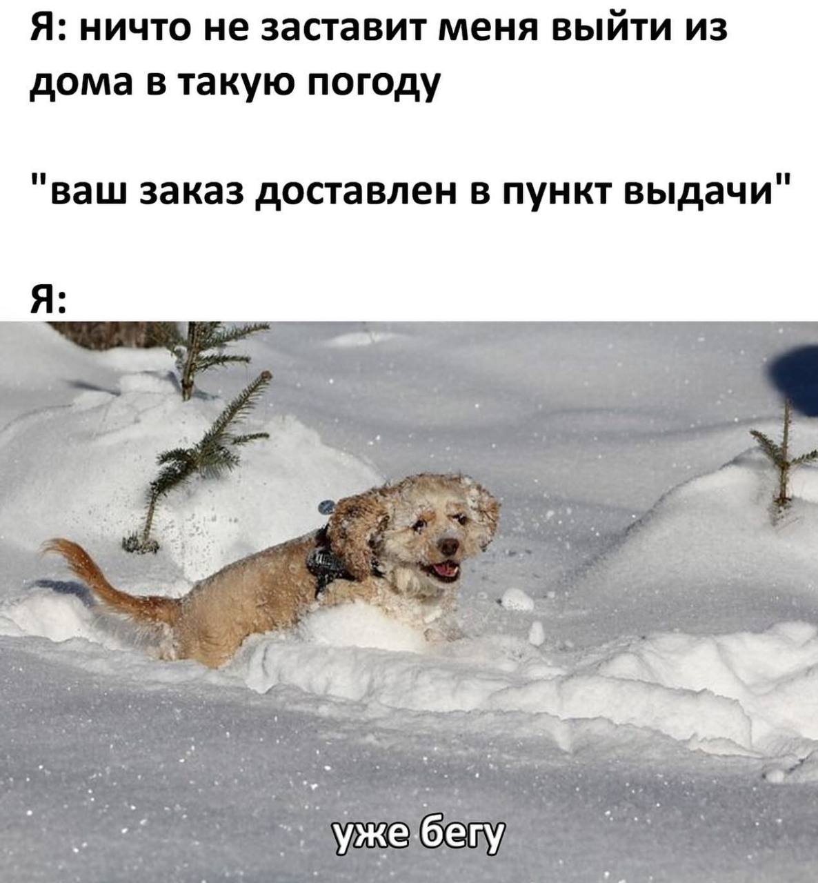 Я: ничто не заставит меня выйти из дома в такую погоду "ваш заказ доставлен в пункт выдачи" Я: за 2 ужебегу