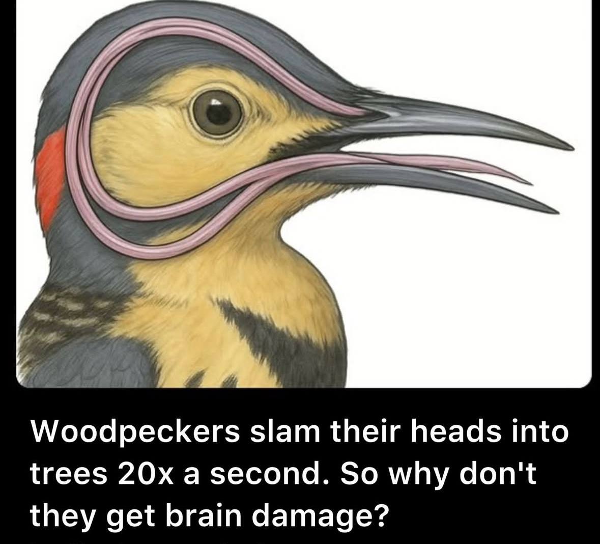 They do