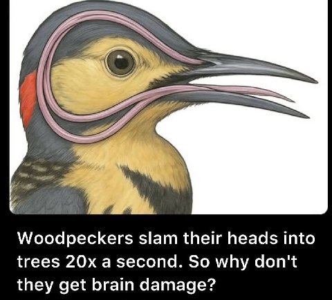 They do