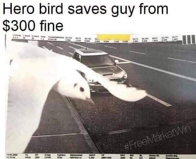 Hero bird saves guy from $300 fine