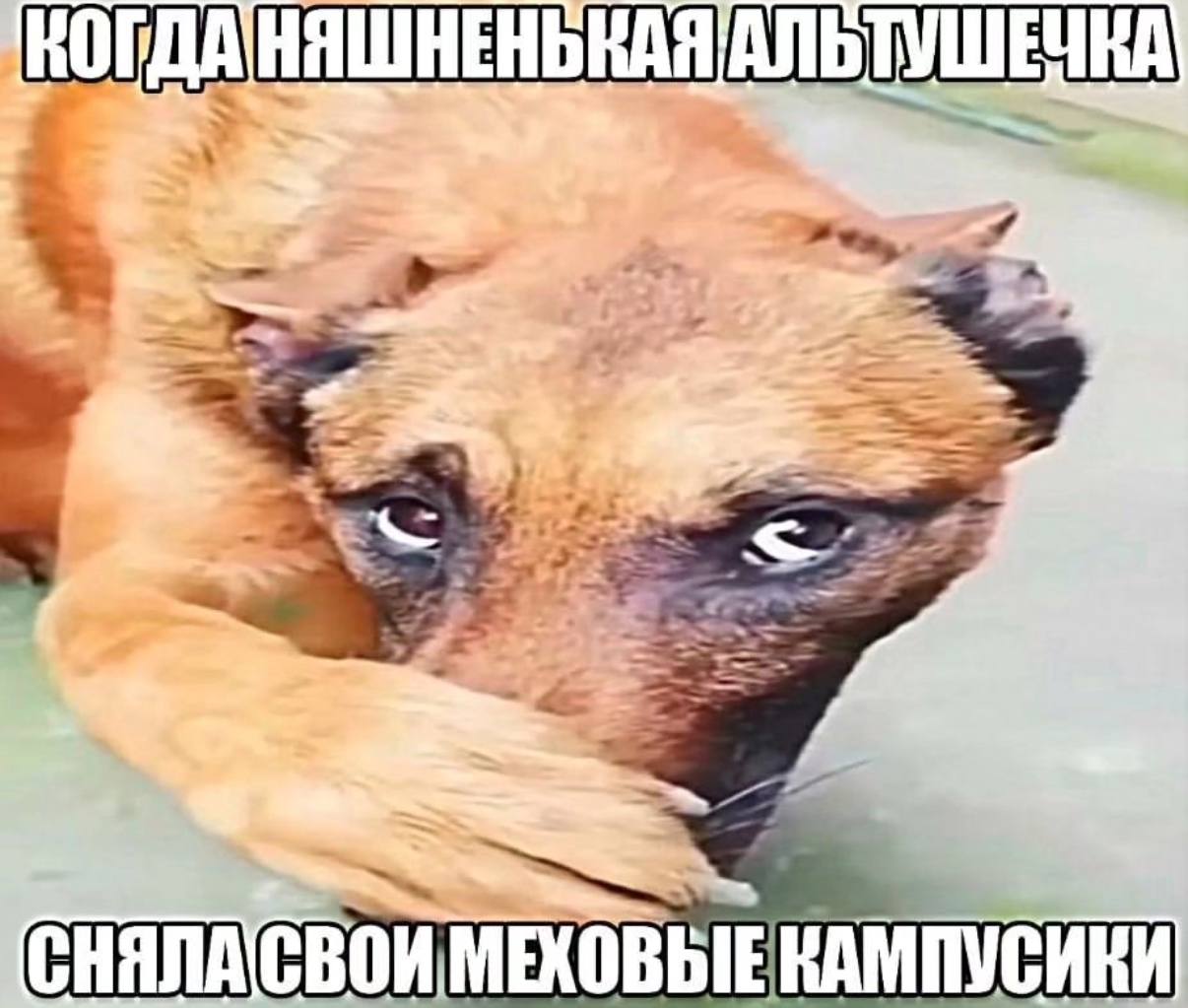KOI A A 3 МЕХОВЫЕ КАМПУСИКИ
