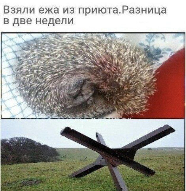Взяли ежа из приюта.Разница в две недели i А