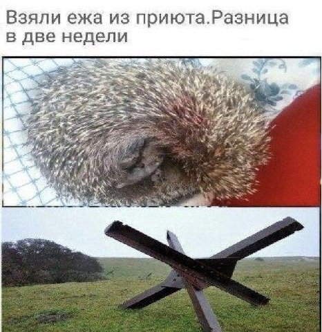 Взяли ежа из приюта.Разница в две недели i А