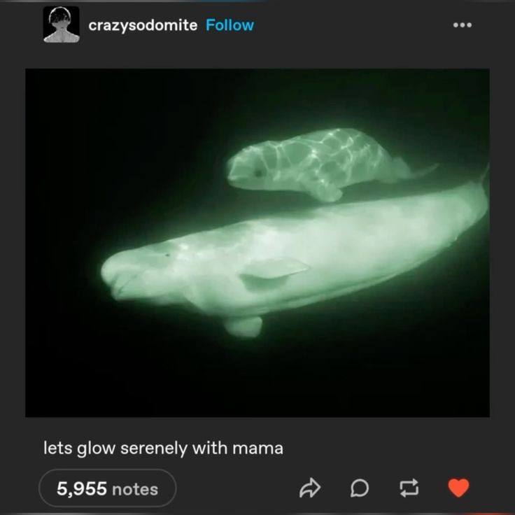 crazysodomite Follow lets glow serenely with mama 5,955 notes A