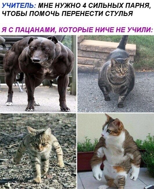УЧИТЕЛЬ: МНЕ НУЖНО 4 СИЛЬНЫХ ПАРНЯ, ЧТОБЫ ПОМОЧЬ ПЕРЕНЕСТИ СТУЛЬЯ Я С ПАЦАНАМИ, КОТОРЫЕ НИЧЕ НЕ УЧИЛИ: к. у