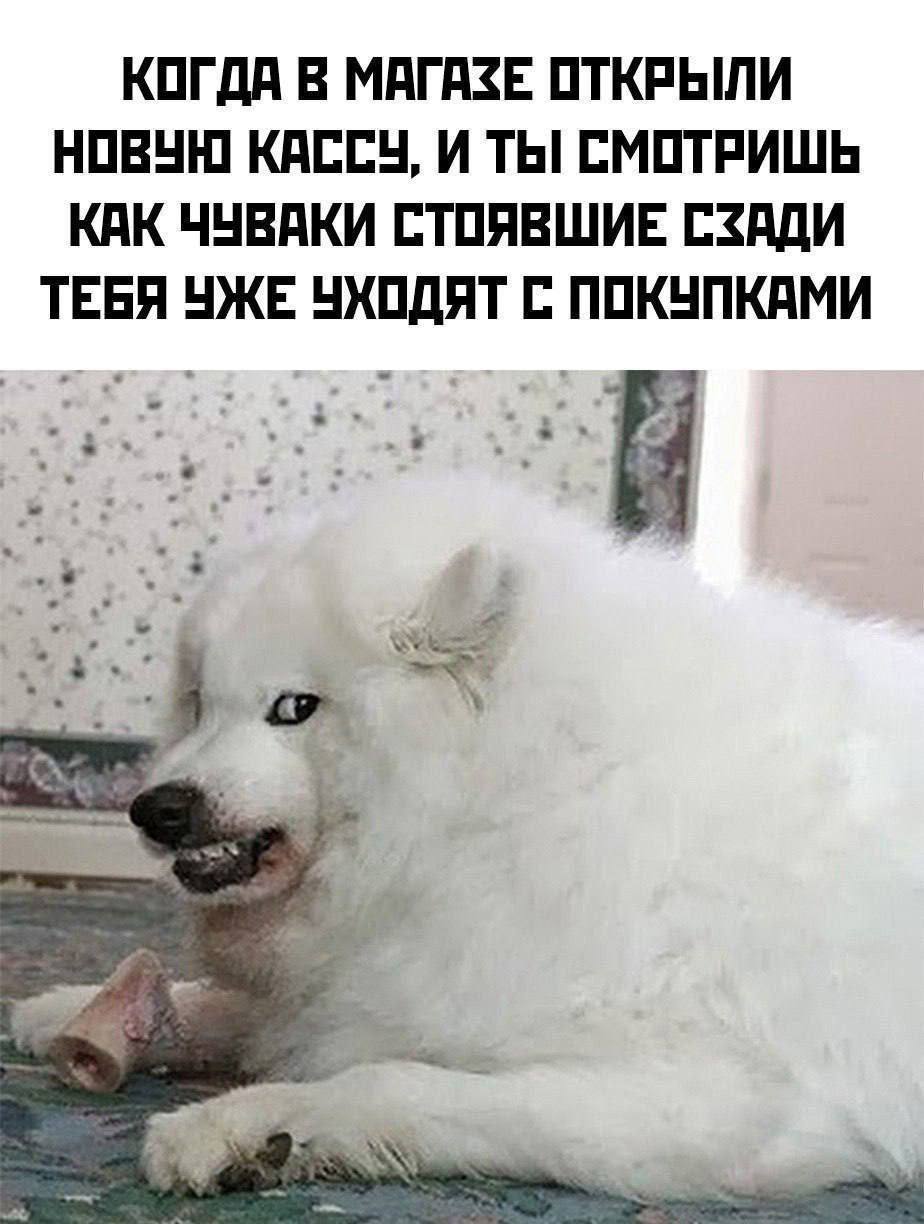 КОГДА В МАГАЗЕ ОТКРЫЛИ НОВУЮ КАССУ, И ТЫ СМОТРИШЬ КАК ЧУВАКИ СТОЯВШИЕ СЗАДИ ТЕБЯ УЖЕ УХОДЯТ С ПОКУПКАМИ wee