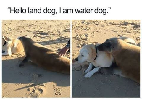 “Hello land dog, water dog.” A